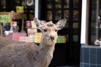 Roe Deer, Nara