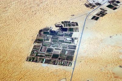 Agriculture in the desert near Dubai - Margham Fields