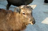The bucks have their antlers removed