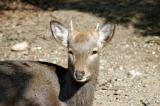 Roe deer sprouting antlers