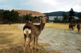 Nara deer