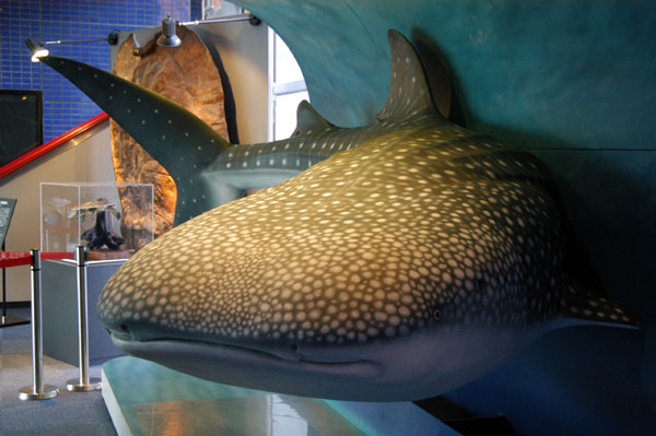 The whale shark is the star attraction