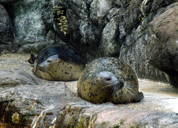 California harbor seals