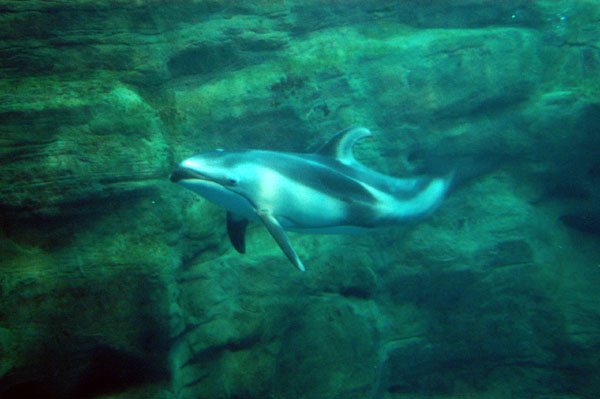 New Zealand Pacific whitesided dolphins