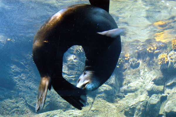 Sea lion performing a similar trick