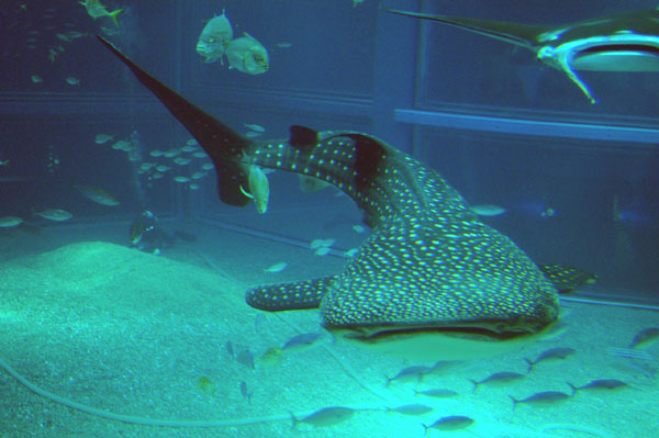 In this huge tank, the whale shark is cramped and seems to only be able to turn right