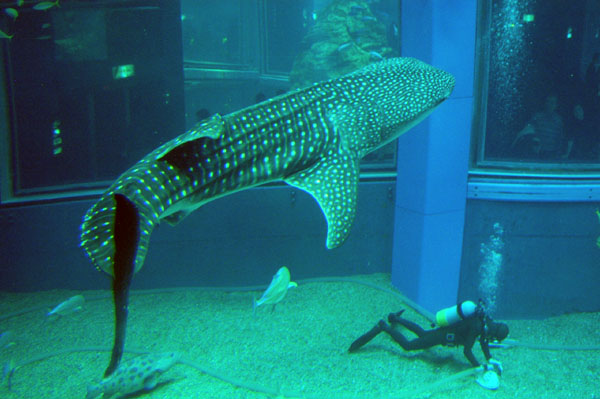 The whale shark dwarfs the diver
