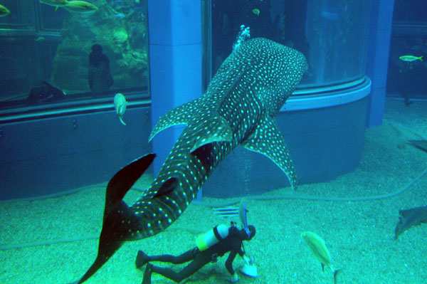 This whale shark is 4.3 m long (14 ft) and weighs 850 kg (1870 lbs)