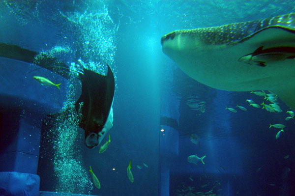 Manta ray and whale shark