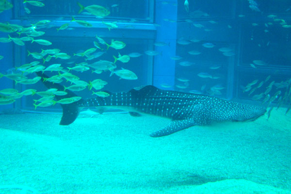 Whale shark, Osaka Aquarium