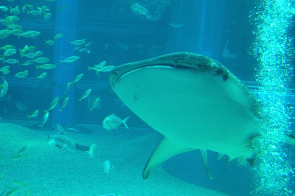Whale shark, Osaka Aquarium