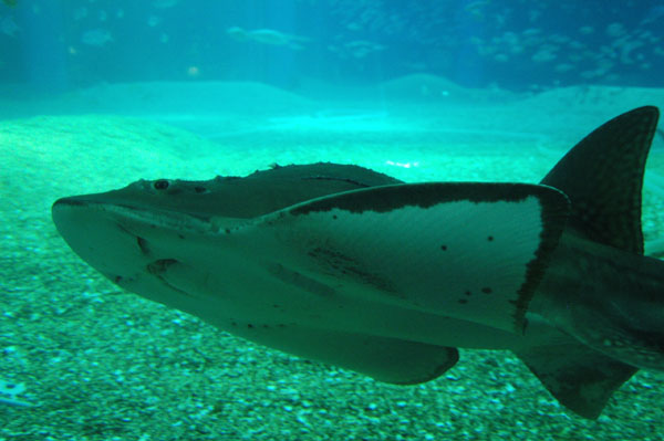 Bowmouth Guitarfish, Osaka Aquarium