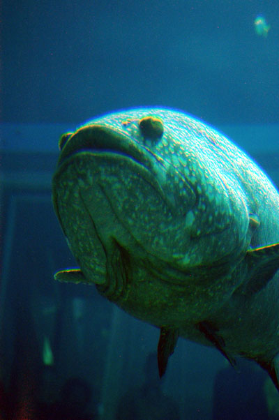 Grouper, Osaka Aquarium