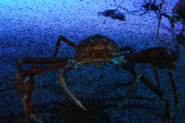 Giant spider crabs
