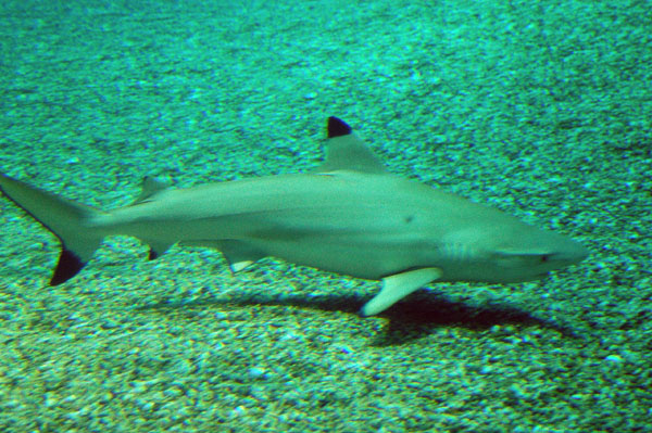 Black tip reef shark, Osaka Aquarium