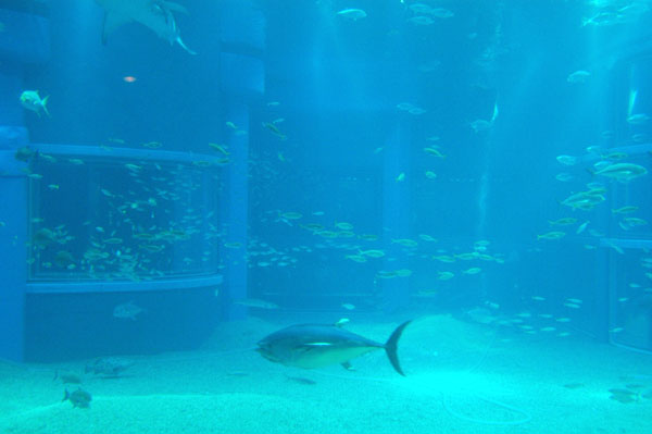 The main tank is 9m deep and contains 5400 tons of water