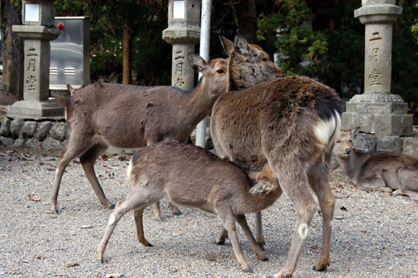 Roe deer faun nursing, Nara