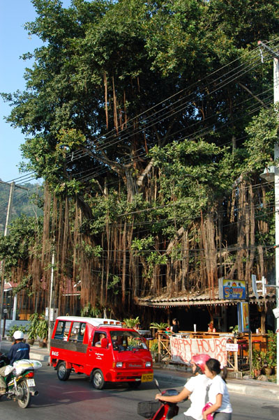 Banyan Tree on Rat Uthit Road, Patong