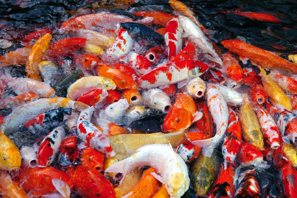 A pond of hungry colorful fish greet you to Phuket Fantasea