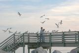 feeding the seagulls