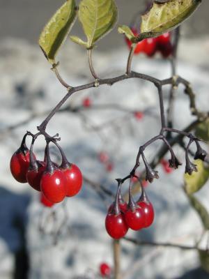 November Berries, Waterloo