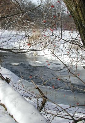 Winter Scene with Berries, Waterloo, Ontario.
