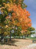 Fall. Waterloo, Ontario
