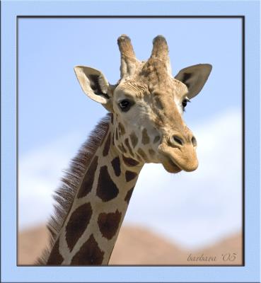 giraffe profile IMG_6066.jpg