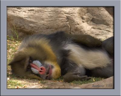 Man Im getting sleepy IMG_6002.jpg