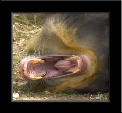 big yawn IMG_6003.jpg