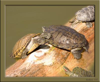 phoenix_zoo_3-2005