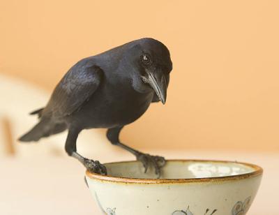 Sinaloan Crow