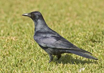 Sinaloan Crow I