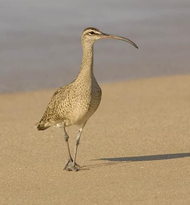 Wading Birds