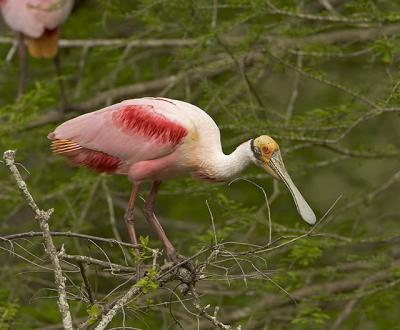 Roseate Spoonbill II.jpg