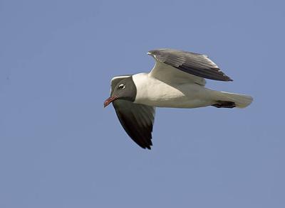 Laughing Gull Flight.jpg