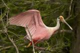 Roseate Spoonbill III.jpg