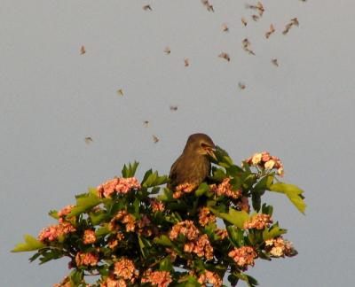 tourneau sansonnet - European starling