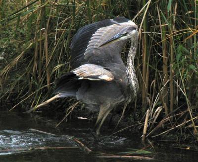 Grand héron - Great blue heron