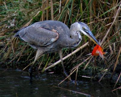 Grand héron - Great blue heron