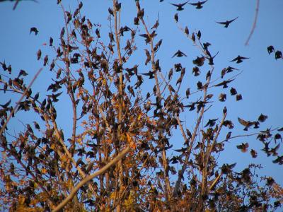 tourneau sansonnet - European starling