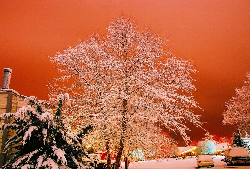 tree in neighbors yard.