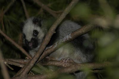 northern luzon cloud rats