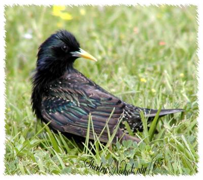 Nesting starling.jpg