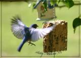 Flight of the blue bird.jpg