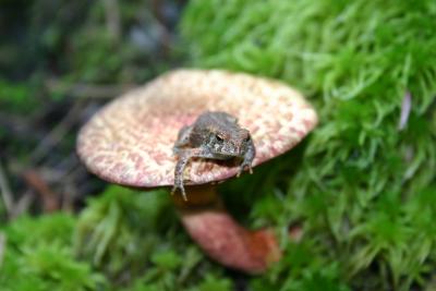 Mushroom Toad1