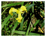Yellow-Iris_0126.