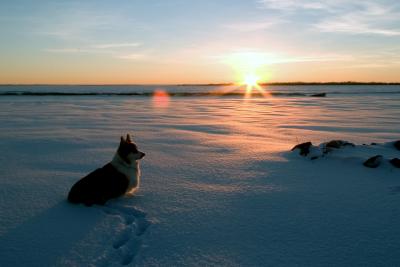 Winter Watch