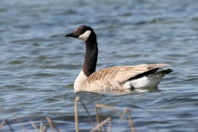Canada Goose Swimming