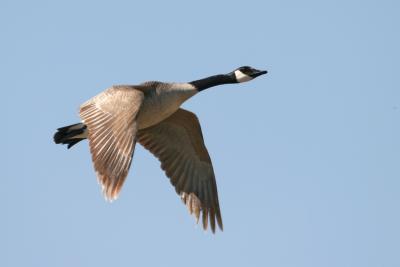 Canada Goose Flying